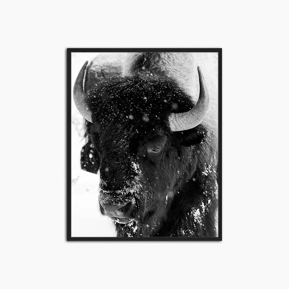 Bison Snowing - Print Muurdecoratie